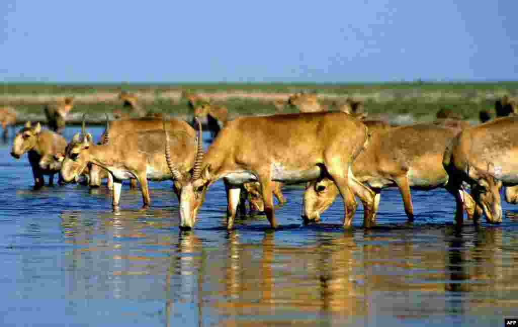 The saiga antelope, which is known for its distinctive nose structure, used to inhabit a massive area across the Eurasian steppes. Now it can only be found along the Russian-Kazakh border and it is classified as critically endangered by the International Union for Conservation of Nature (IUCN). Although there were still around 2 million extant animals in the USSR in the 1950s, only around 150,000 remain in the wild today.&nbsp;