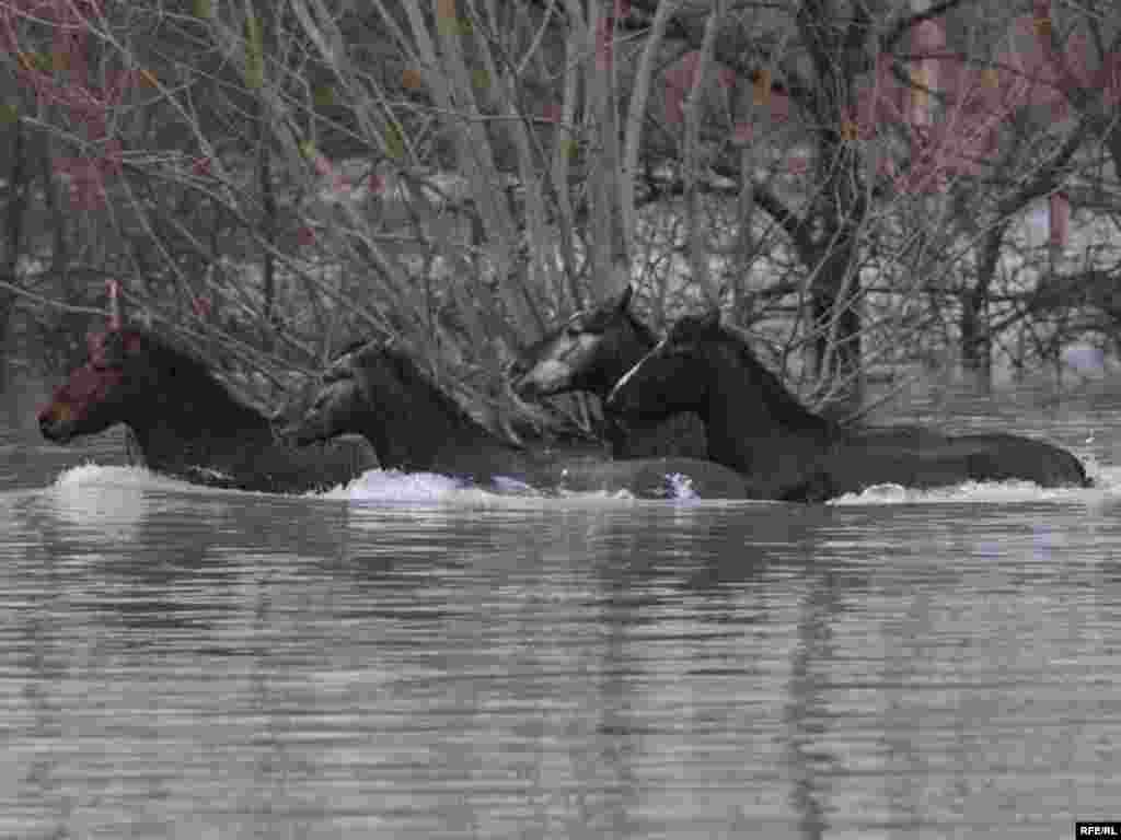 Ponari - Foto: Savo Prelević