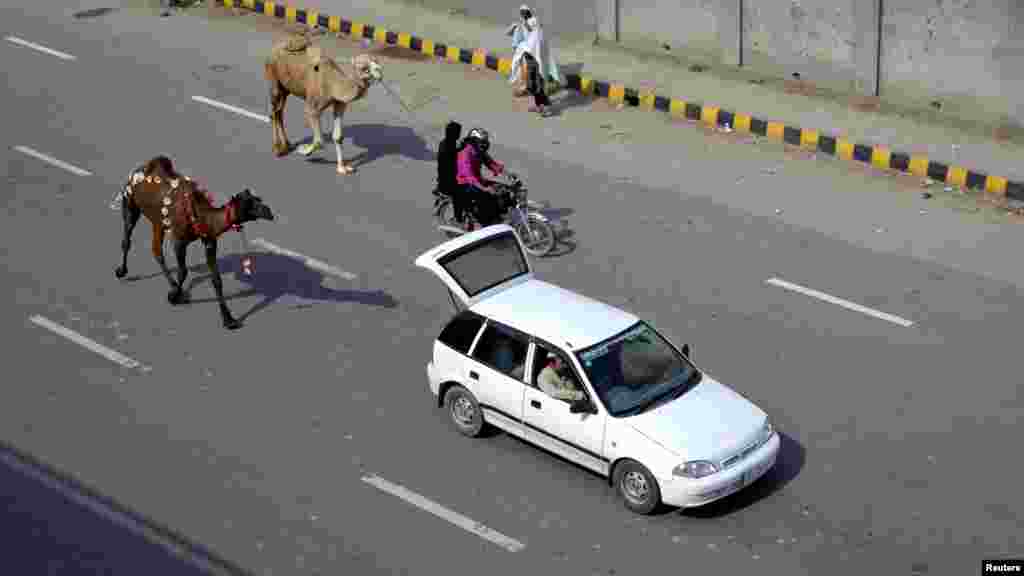 OCTOBER 26, 2012 -- Men lead recently purchased camels by car and motorcycle ahead of Eid al-Adha celebrations in Lahore, Pakistan. (Reuters/Mohsin Raza)