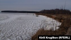 Берег Рыбинского водохранилища, где может возникнуть целлюлозный комбинат
