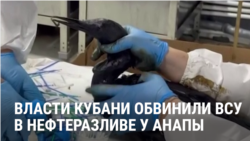 Около Анапы — новый разлив нефтепродуктов, на побережье десятки пострадавших птиц, часть погибла
