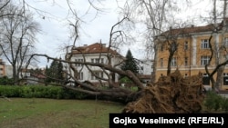 Jaki vetrovi lomili drveća, fotoarhiv