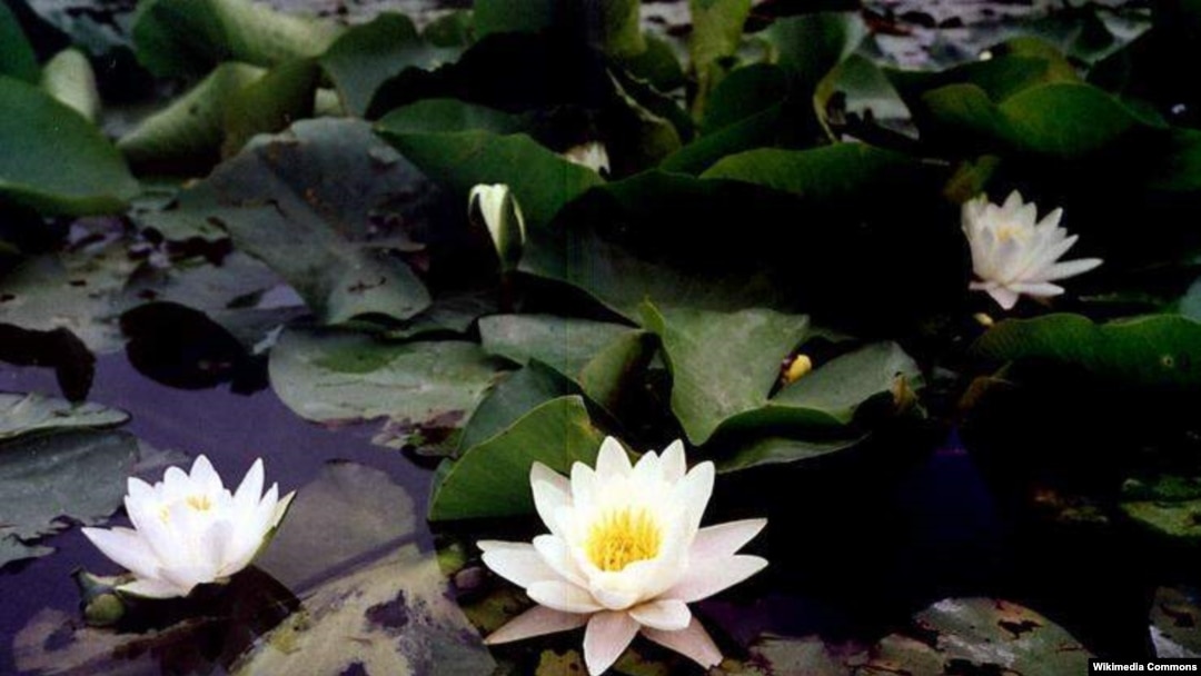 Белая водяная лилия (Nymphaea alba) внесена в этом году в Красную книгу Литвы