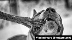 Иллюстративное фото