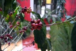 Зерне сальвадорскай кавы