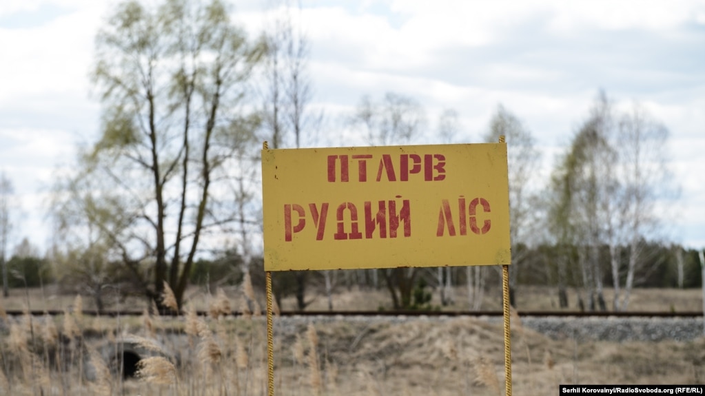 Рудий ліс у Чорнобильській зоні