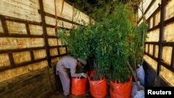 FILE: A boy arranges bags of trees and plants to be transported for planting at a farm on the outskirts of Karachi, Pakistan in November 2019.