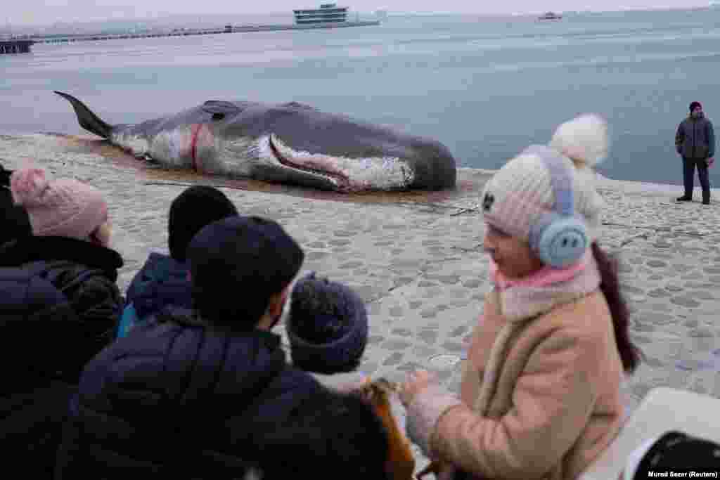 People look at a beached-whale installation as it lies on an embankment during the United Nations COP29 climate change conference in Baku.