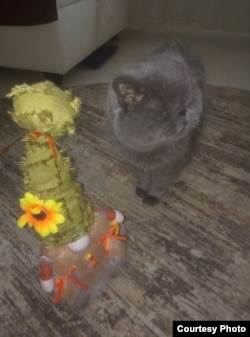 Дома Нику ждет кот Коша