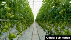 Armenia - A greenhouse belonging to the Spayka company, November 13, 2018.