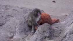 Қиссаи як маймуни ятим дар Ҷопон тамоми ҷаҳонро давр зад