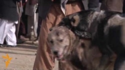 Dogfighting Under Scrutiny In Afghanistan