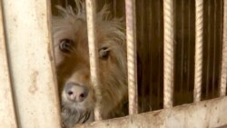 Shot Or Thrown Away: Stray Dogs In Central Asia Face Brutal Treatment