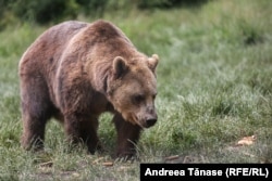 Mulți dintre urșii de la Sanctuarul Libearty au fost tratați cu drag de către oameni, cât timp erau pui - oamenii îi hrăneau sau își făceau poze cu ei, unul dintre urși chiar făcea naveta pe tren, spun cei care îi îngrijesc acum. Situația se schimbă însă când urșii cresc.