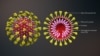 مدلی از یک ویروس کرونا