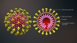 Компьютерная модель коронавируса