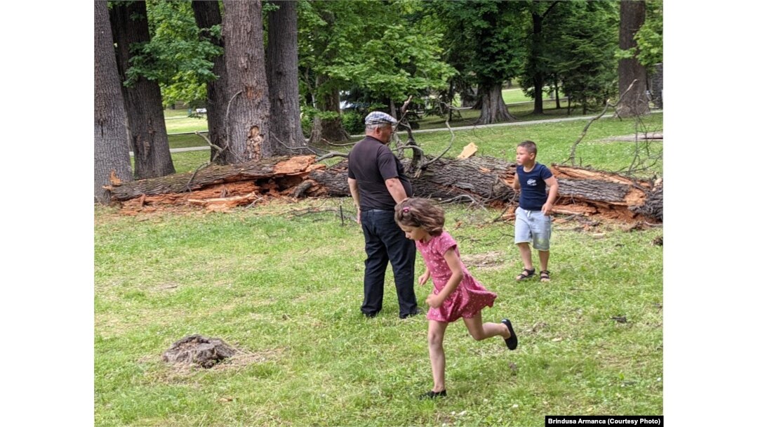 Un copac bătrân s-a prăbușit în Parcul Regina Maria, fost Coronini, din Timișoara