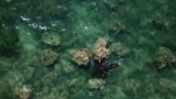 Borba za ’pošumljavanje’ podvodnih šuma u Albaniji