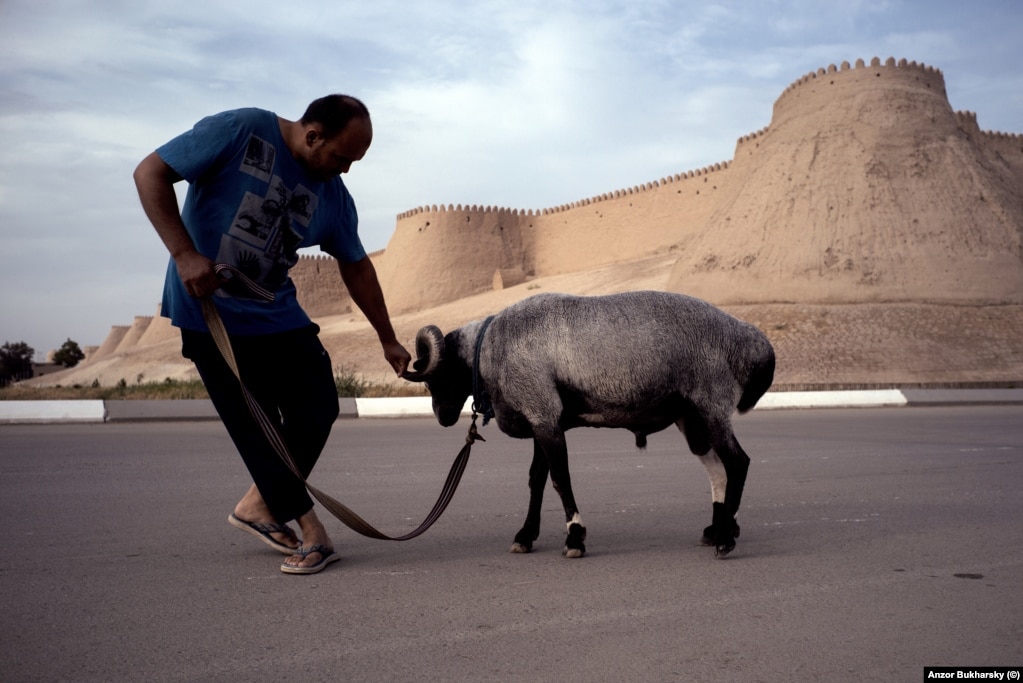 A local man leads his sheep past the wall of the Itchan-kala fortress.