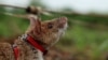 Cambodia Demining Rats Photo Gallery