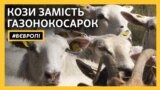 Як чеські вівці допомагають містам позбавлятися бур’яну – відео