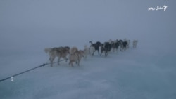 د ګرینلینډ په څارنه او ساتنه کې سپي څنګه برخه اخلي؟