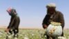 Afghan farmers extracts raw opium to be processed into heroine at a poppy field in Helmand, April 2016.