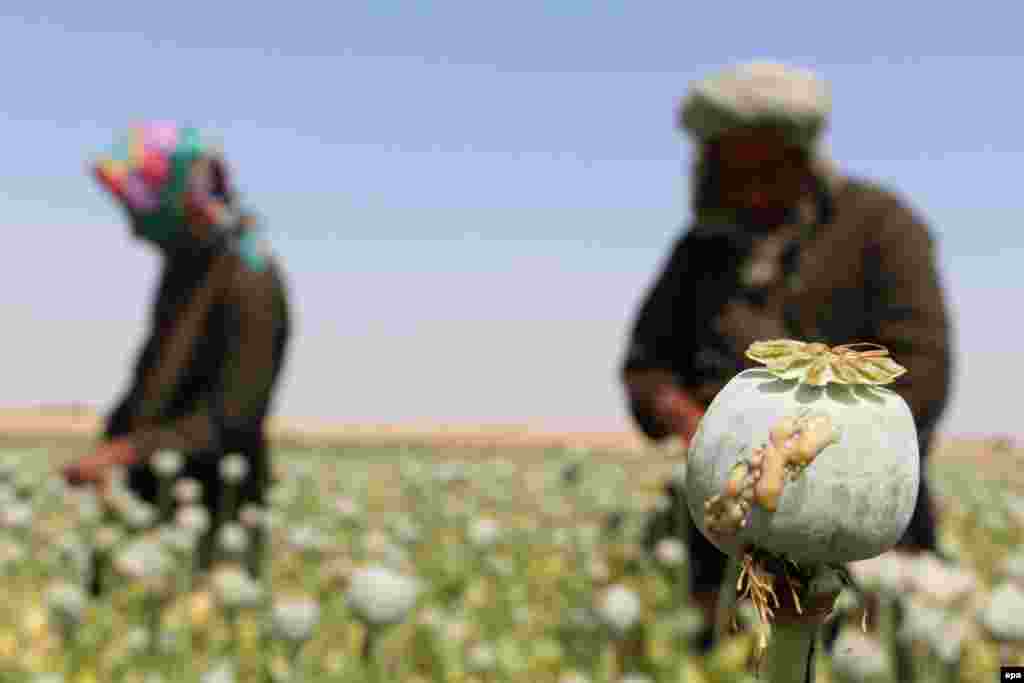 Helmand vilayəti, 2016