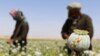 Afghanistan produces 90 percent of the world’s opium, according to the United Nations.