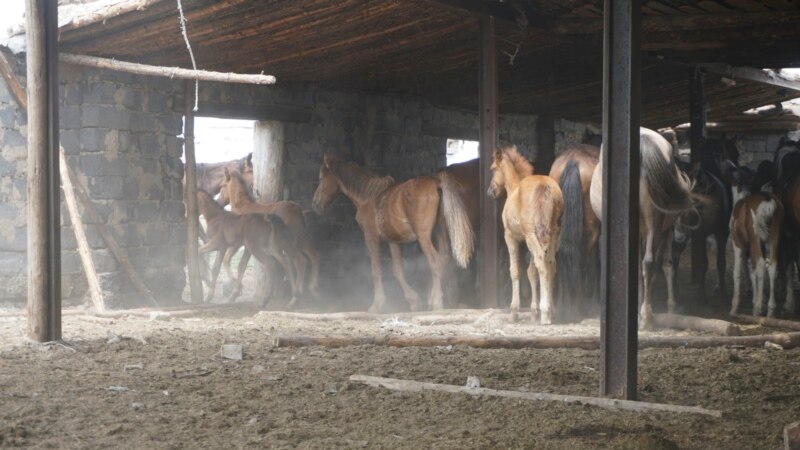 На Алтае неизвестные расстреляли табун лошадей. Убиты свыше 50 животных