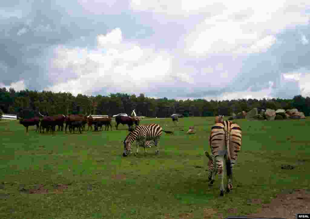 Almaniyanın Serengeti Parkı - parkın sahəsi-200 hektar ekzotik heyvanların sayı-1500 parkda səfər etmək ücün (safari) avtomobil yolunun uzunluğu-10 km