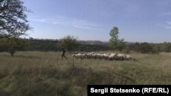 Для Праги «живі газонокосарки» економлять щороку чималу суму