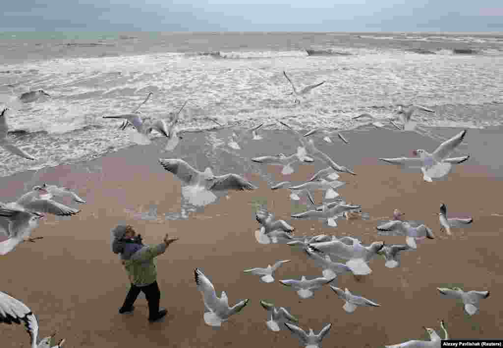 Një burrë ushqen pulëbardhat në një plazh në portin e Detit të Zi, në Krime. (Reuters / Alexey Pavlishak)