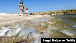 Медузы на побережье Азовского моря в Ленинском районе Крыма, август 2021 года