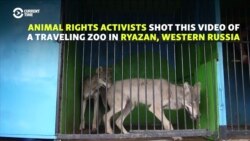 'Medieval' -- Activists Slam Russian Zoo