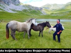 Sinjajevina se smatra drugim najvećim pašnjakom u Evropi