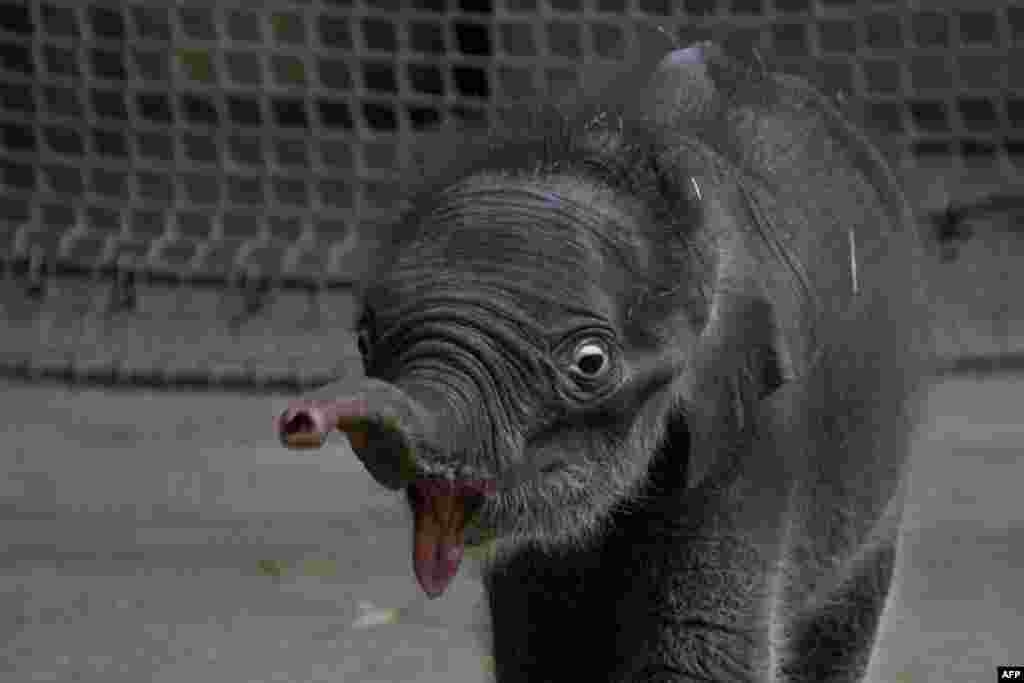 A three-week-old elephant is pictured at a zoo in Ostrava,Czech Republic, on February 26. (AFP/Patrick Lin)