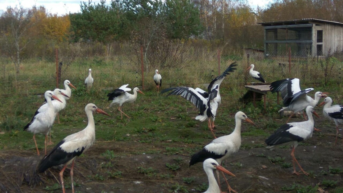 В Зеленоградске 