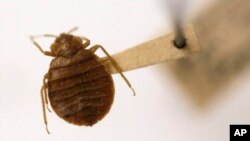 Çimkat janë insekte të vogla, pa krah, të cilat fshihen nëpër dyshekë dhe shtroja.