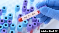 Na dijelu Općine Vogošća pogoršana epidemiološka situacija zbog bruceloze. 