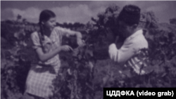Крымские татары собирают урожай винограда. Крым, 1930-е годы
