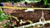 Iskopavanje masovne grobnice kod Vlasenice u septembru 2017. (Ilustrativna fotografija)