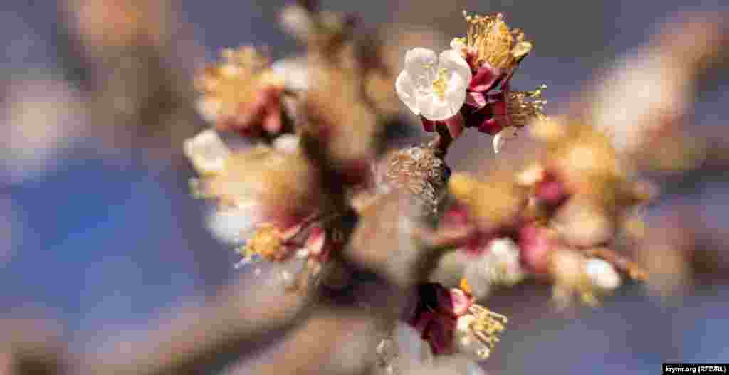 А это цветки абрикоса, правда поврежденные мартовскими и апрельскими заморозками. Это типичная проблема для середины весны в Крыму. В российском МЧС предупреждают, что из-за погоды есть риск повреждения и гибели цветущих и распустившихся почек ранних косточковых деревьев. Больше фото Симферополя в цвету &ndash; по ссылке