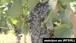 Armenia -- Grapes, undated.