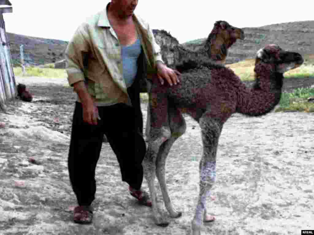 Türkmenistanyň çar tarapyndan #12