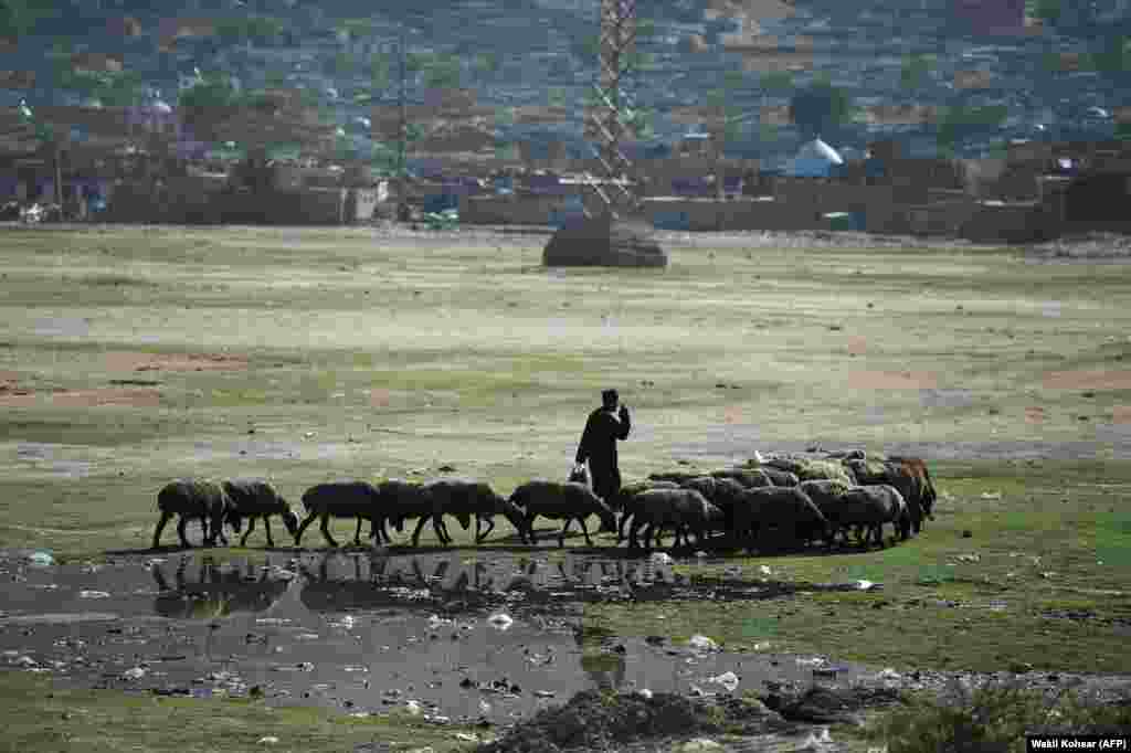A shepherd herds his flock at Shuhada Lake in Kabul, Afghanistan. (AFP/Wakil Kohsar)