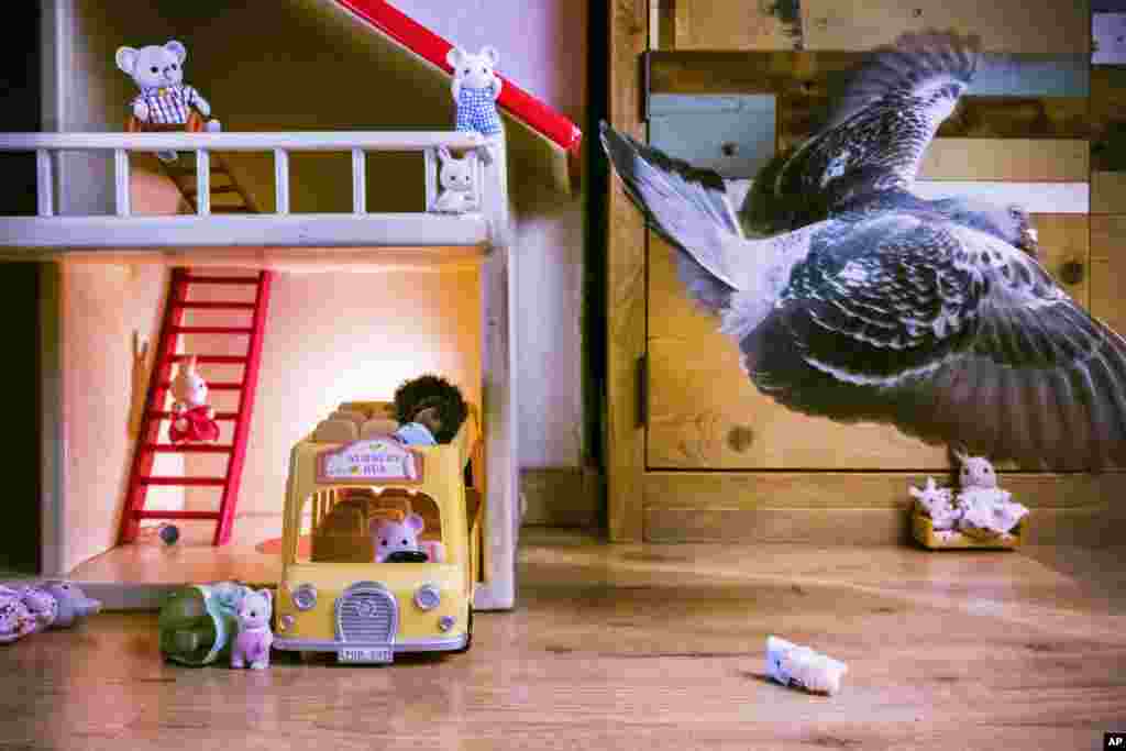&laquo;Голуби пандемії &ndash; історія кохання&raquo;. Оллі летить через вітальню, перекинувши іграшку, у Влардінгені, Нідерланди, 30 квітня 2020 року. &nbsp; Природа: Перша премія, історії &ndash; Джаспер Дост