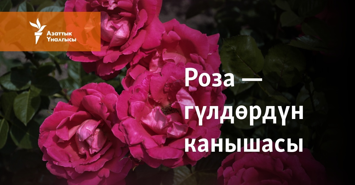 Жоғарыдан келген гей порно