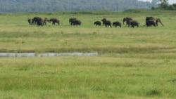 Слоны в местности Маннар, Шри-Ланка.