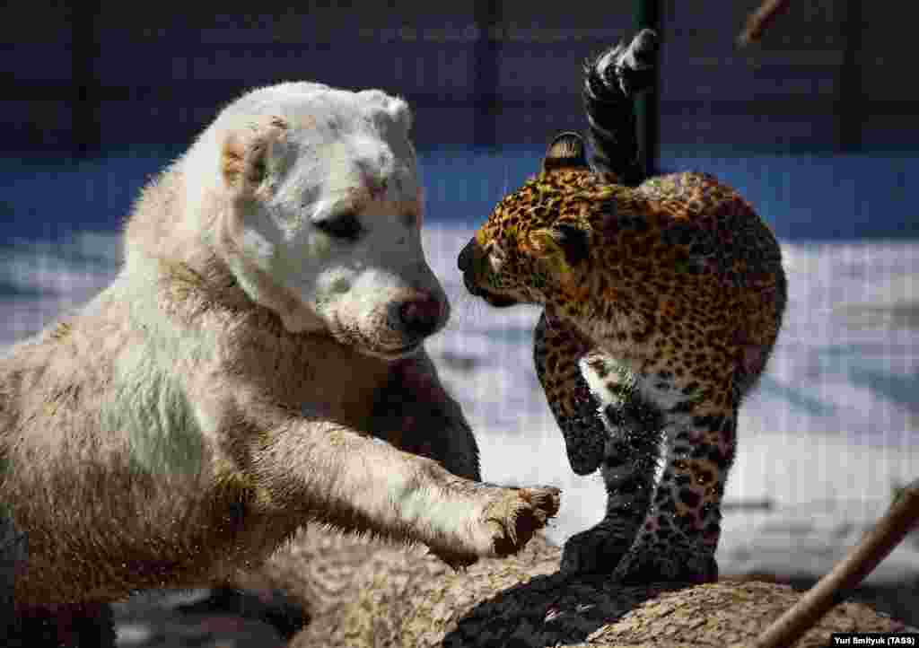 Elza (left), a Central Asian sheepdog, playing with Milasha, an African leopard cub.&nbsp;